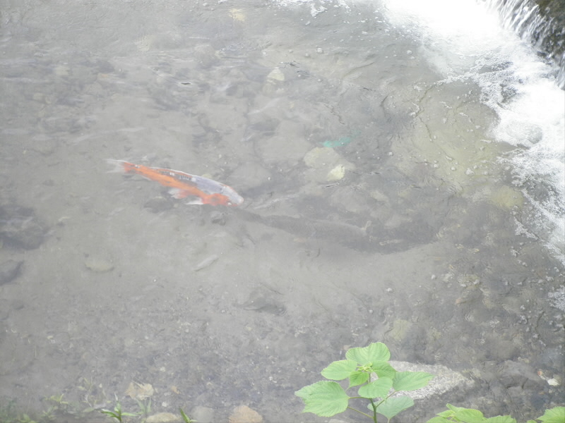 大きな鯉が二匹、泳いでいました。