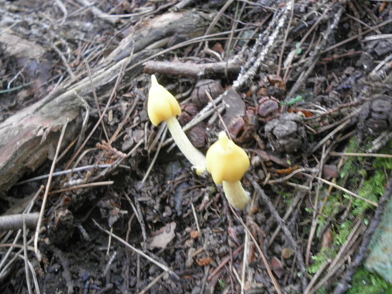 2015/07/12 09:20:34 キノコ