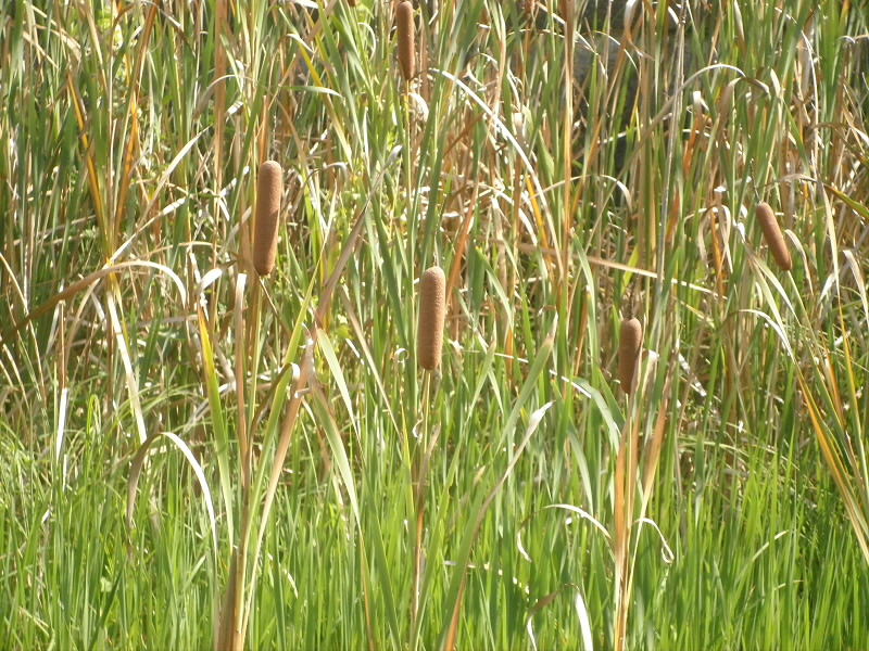 本にある通りの蒲の蒲で、うれしいです。

