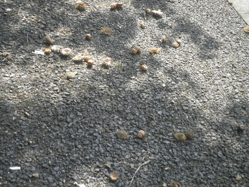 2015/09/23 10:12:59 三条通り