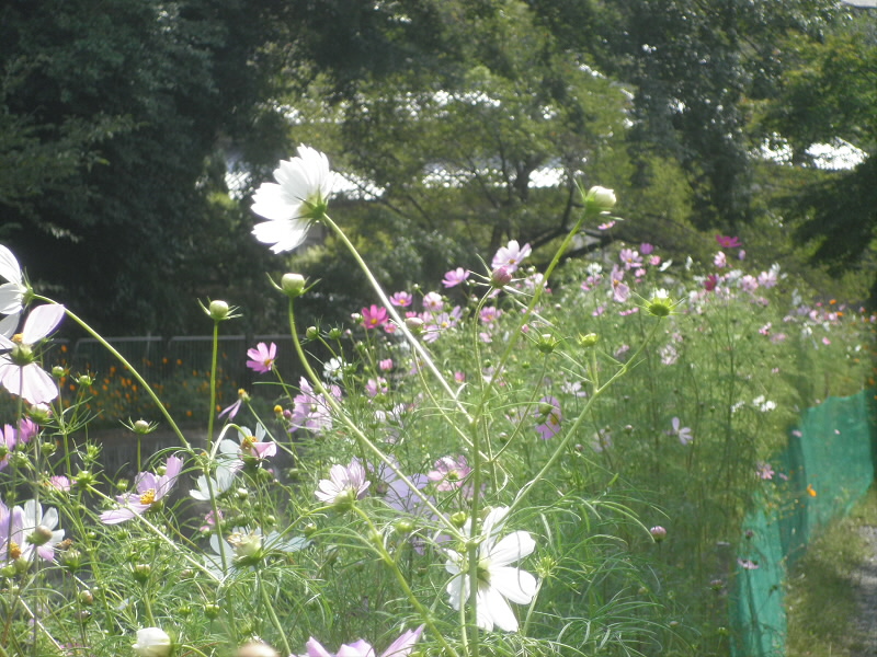 春は菜の花がいっぱいですが、秋はコスモスです。