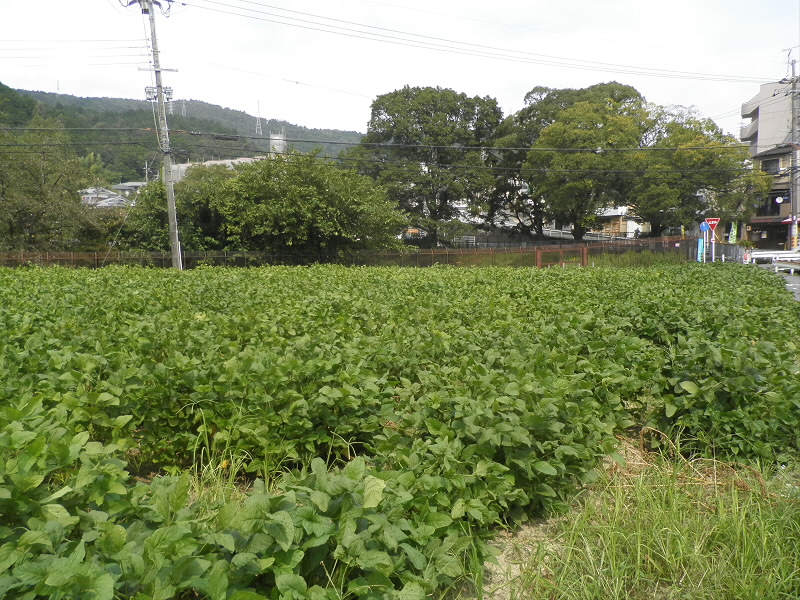枝豆の畑です。