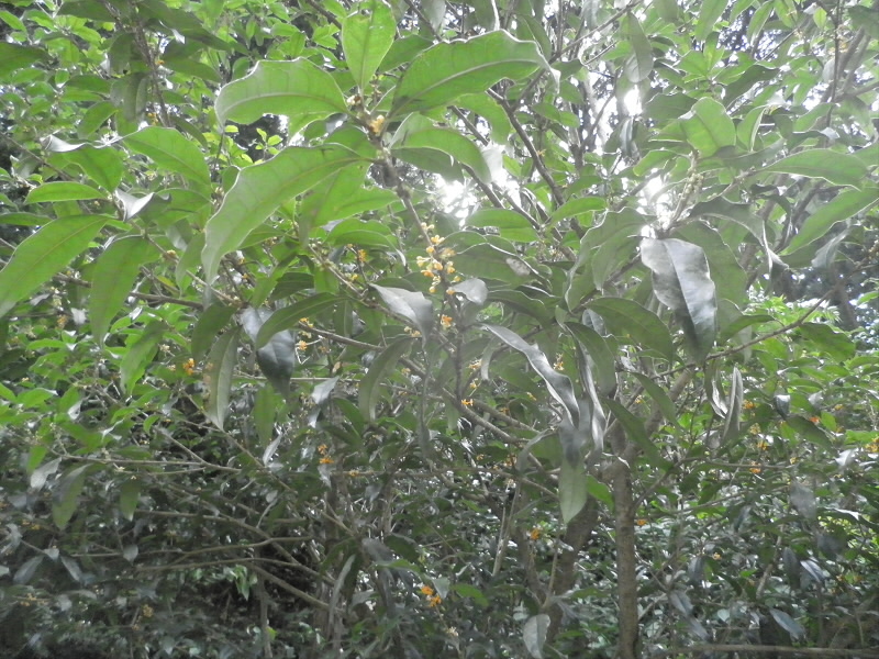 横には金木犀が咲いていて、よい香りが漂っていました。