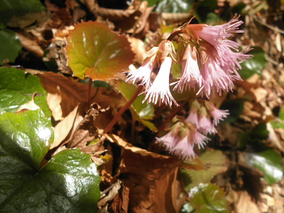 オオイワカガミが群生しています。
ちょうど見ごろの季節のようです。