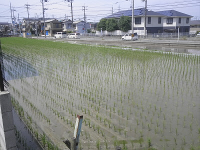 2016/05/29 10:28:57 水田