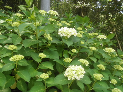 2016/05/29 10:40:20 アジサイ