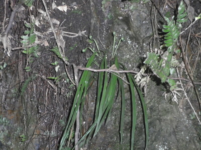 2016/05/29 11:14:29 シシラン