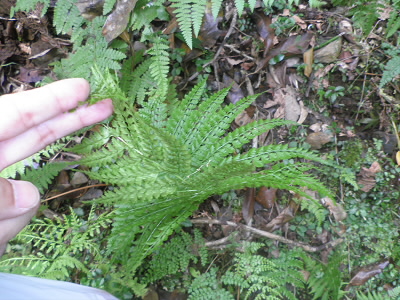 裏も表も同じなんで、リョウメンシダというそうです。