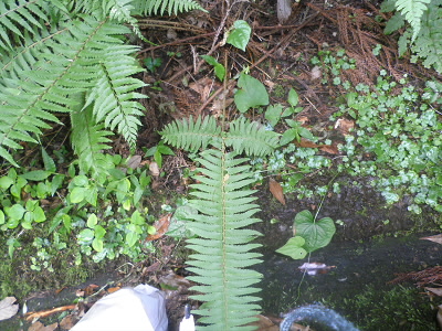 葉が十文字なっているからだそうです。
でも、小さいこともあって区別がつかないことも。