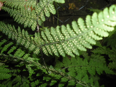 黄色いつぶつぶは胞子がはいいています。
最初は白いです。
