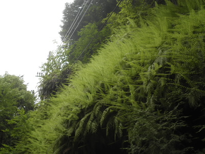 お正月の必需品のウラジロ。
この季節は、新しい葉のびて、緑の霧のようです。