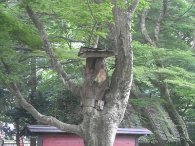「ポポ、ポポ」という声がしていますが、ツツドリだそうです。
この洞は、ムササビの巣箱です。
三匹いるそうです。