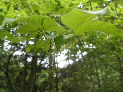 幹がねじれています。
