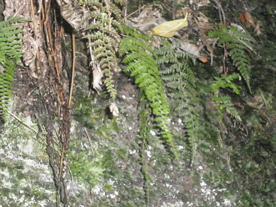 フジの花のように垂れ下がっているのでこの名前