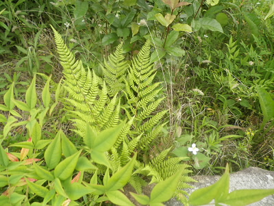 お手本のようなシダ。
でも名前は、メモを忘れた。