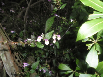 ミヤマママコナという花だそうです。