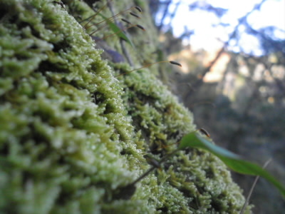 苔が流行っているらしいです。
ちょっと、狙ってみました。