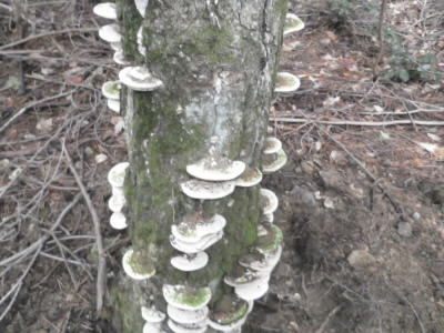 ベンチ状態のサルノコシカケ