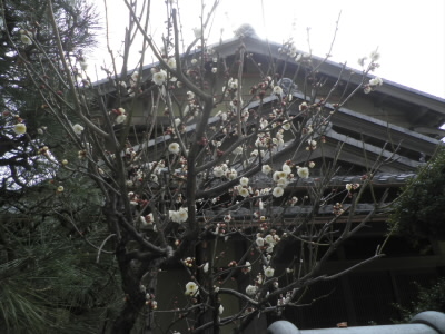 2017/02/18 12:59:33 白梅