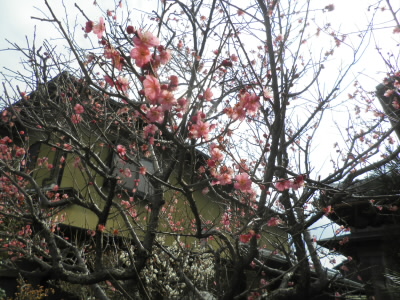 くんくん、してみましたが、排ガスのにおいがした。
道路わきなんで、しかたがないです。