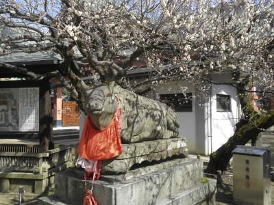 北野天満宮といえばやっぱし、牛さん