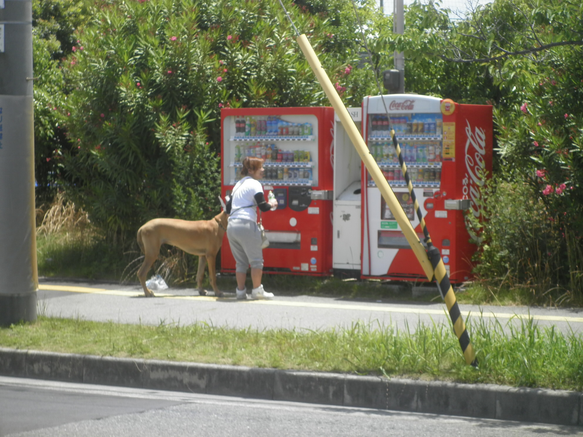2017/06/04 11:55:55 舞洲