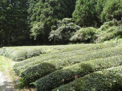 突然のお茶畑が現れました。
そういえば、井手町はお茶の里でした。