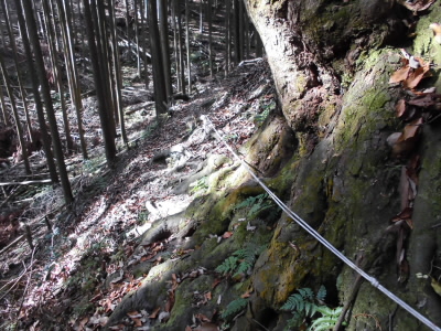 2017/12/02 11:13:32 林道