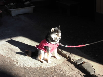 しっかりと、来年を見据えているみたい。