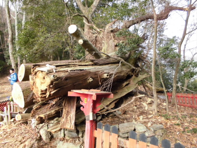 倒壊してます。