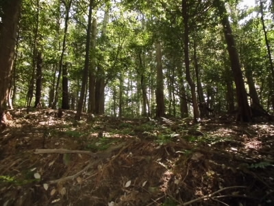 神社の森は、町のなかのオアシスですが、見方を変えればビトーブです。