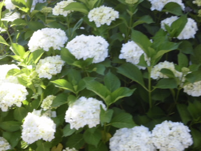 アジサイが咲いていたのでもう梅雨入りはまじかですと、花がツツジから替わっていきます。
