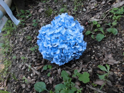 あじさいの花が地面に。
花が落ちているのかと思って、触ってみたら動かなかった。どうも、このまま生えているみたいです。
