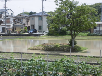 田んぼも中に、
