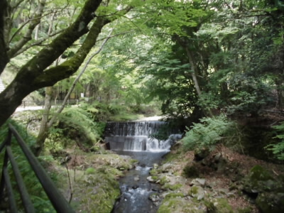 昨日は雨がふったので新緑がきれい。
