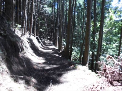 緩やかな下りで、足元も悪くなく、ユリユリと歩けます。