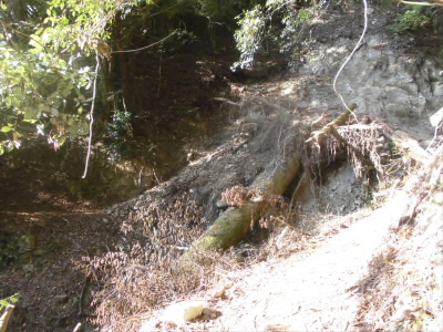 2018/11/17 09:42:08 倒木で一番