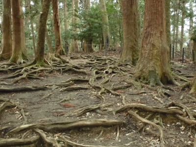 木の根道。
