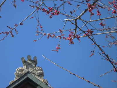 紅梅が咲いてました。
でも、遠いのでわたしの鼻では香りをつかまえられませんでした。