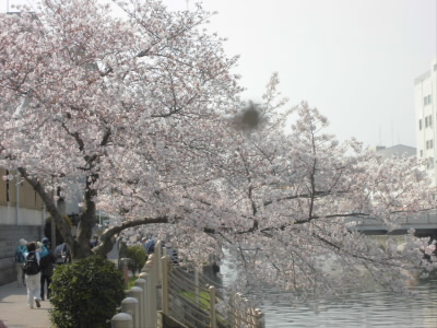 運河沿いの遊歩道の桜が満開。