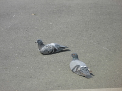 鳩がすわっている。