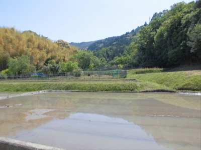 田植えが済んだばかしのようです。
