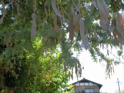 藤の実ができていました。
たぶん、藤です。初めて見ました。
さぞかし、花の時は美しかったのでは。