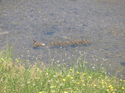 帰りの山科川で、発見。
一生懸命、お母さんについていきました。