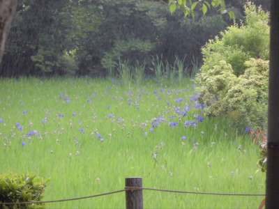 カキツバタが咲き始めていました。