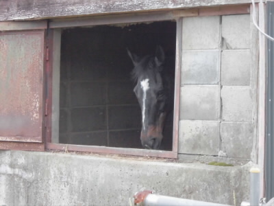 乗馬クラブの馬です。
この裏には白いポニーがいました。