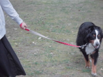 2019/05/18 10:58:33 ワンコ