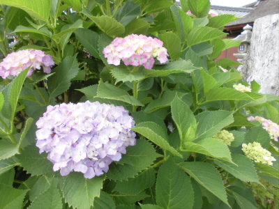 ６月の花はやっぱし、アジサイ