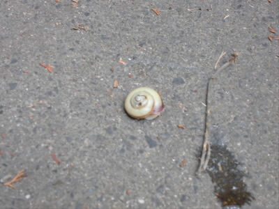 2019/06/09 09:26:23 大原登山口