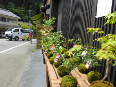 なんていうのか。
盆栽玉？